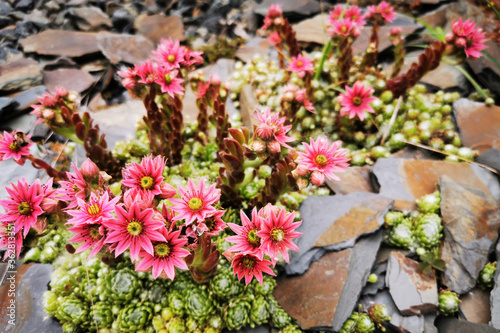 houseleek flower plant