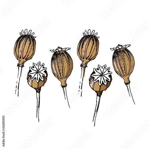 Головки мака изолированные на белой предпосылке. Can be used for design, design element, for greeting cards.