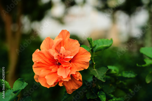 red flower in the garden