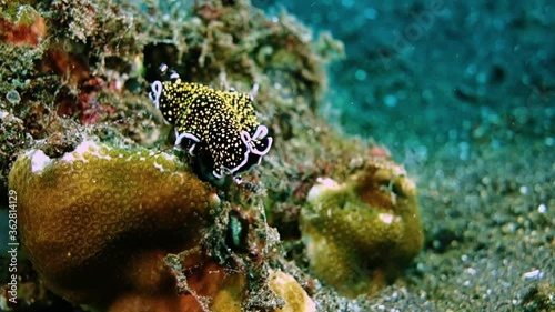 Close-up.Yellow dotted black pseudoceros sits in yellow corals. At first, it hangs in the water column and swings from side to side.Then he turns and starts crawling over the coral.Philippines.Anilao. photo