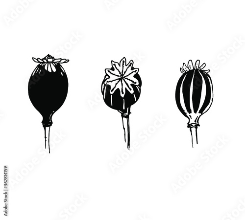 Black poppy heads isolated on white background. Element for design, symbol, logo.