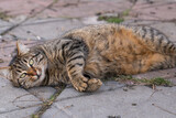 Cute stray cat lying on the sidewalk