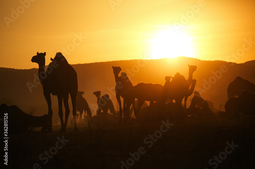 A herd of Camels at Pushkar Camel Fair  Pushkar Mela 