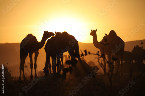 A herd of Camels at Pushkar Camel Fair  Pushkar Mela 