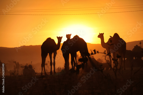 Camels with herders at Pushkar Camel Fair  Pushkar Mela 