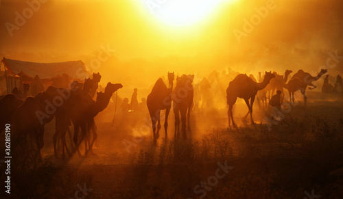 Silhouette of camels with their herders at Pushkar Camel Fair (P © artqu