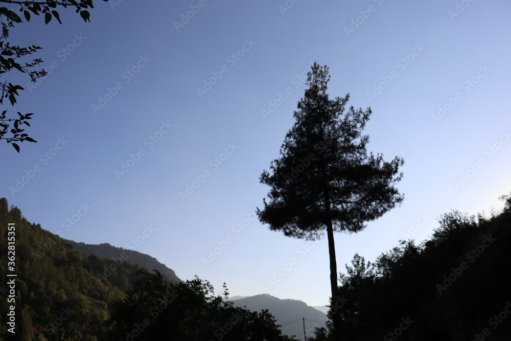 Obraz premium silhouette of a pine tree