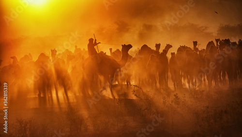 Silhouette of Camels with herders at Pushkar Camel Fair (Pushkar Mela)