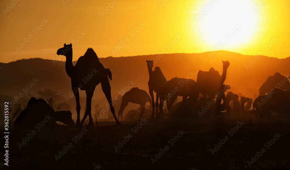 Silhouette of Camels with herders at Pushkar Camel Fair (Pushkar Silhouette of Camels with herders at Pushkar Camel Fair (Pushkar