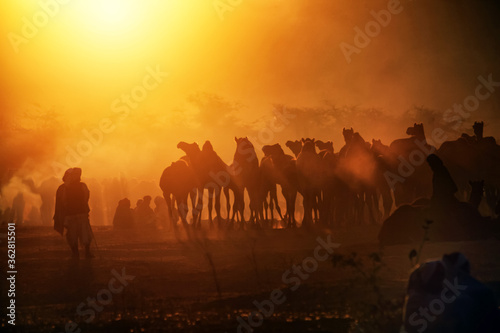 Morning scene of Camels with herders at Pushkar Camel Fair (Push