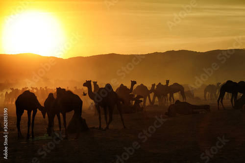 Silhouette of Camels with herders at Pushkar Camel Fair  Pushkar