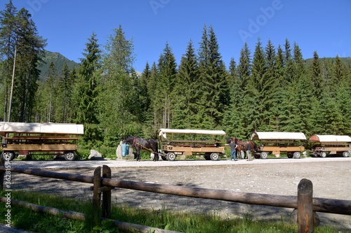 Zaprzęgi konne na drodze do Morskiego Oka w Tatrach, 