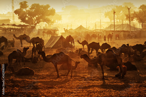 Camels at  Pushkar Mela  Pushkar Camel Fair 