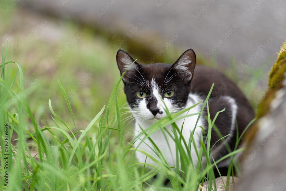 緑の向こうの猫ちゃん　　黒白猫