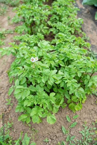 Blooming potato plants on the field. Selective focus.