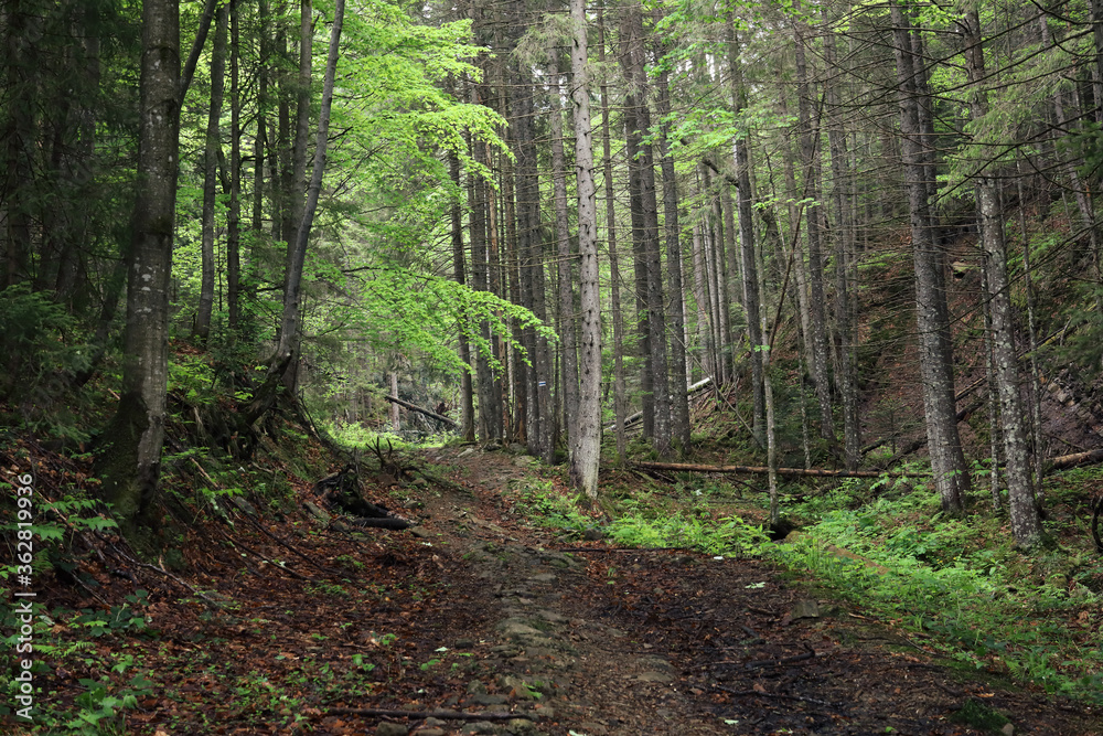 Nature view in forest in spring time