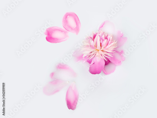 Pink peony in a bath with milk. Greeting card. Conceptual photography  purity  tenderness. Copy space  flat lay.