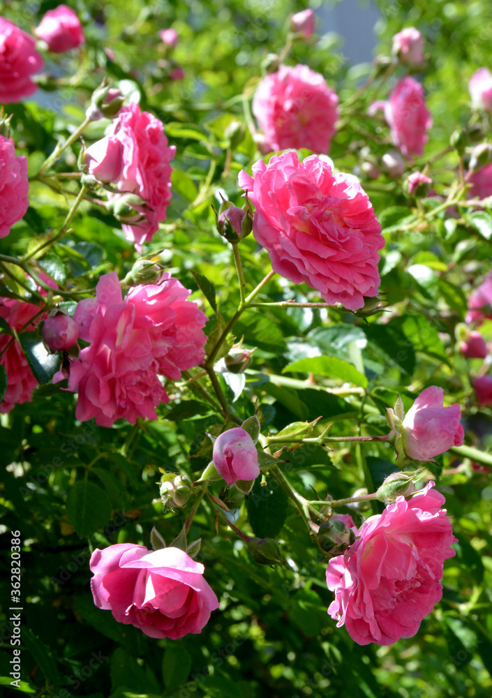 pink rose on green background