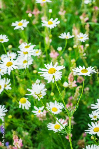 Beautiful white chamomile on the summer field. Selective focus. Shallow depth of field.