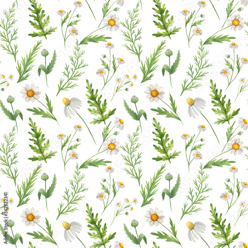 Seamless pattern with watercolor wildflowers and wild herbs, camomile and greenery. Isolated on white.