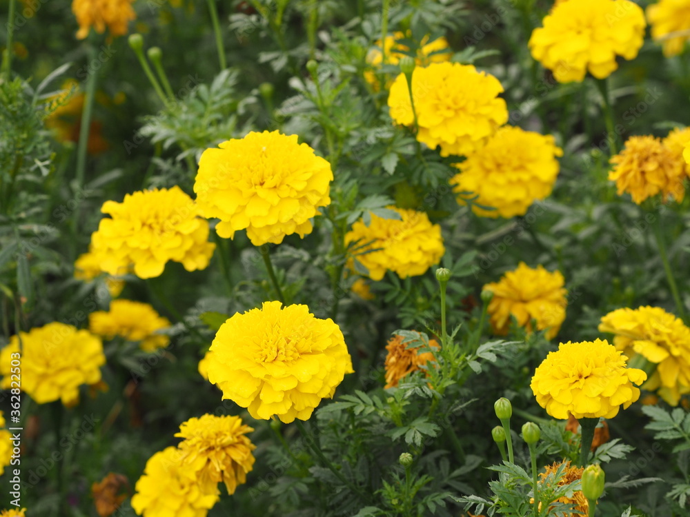 African marigold, American, Aztec, Big marigold Scientific name Tagetes erecta yellow flower blooming in garden nature background African marigold, American, Aztec, Big marigold Scientific name Tagetes erecta yellow flower blooming in garden nature background