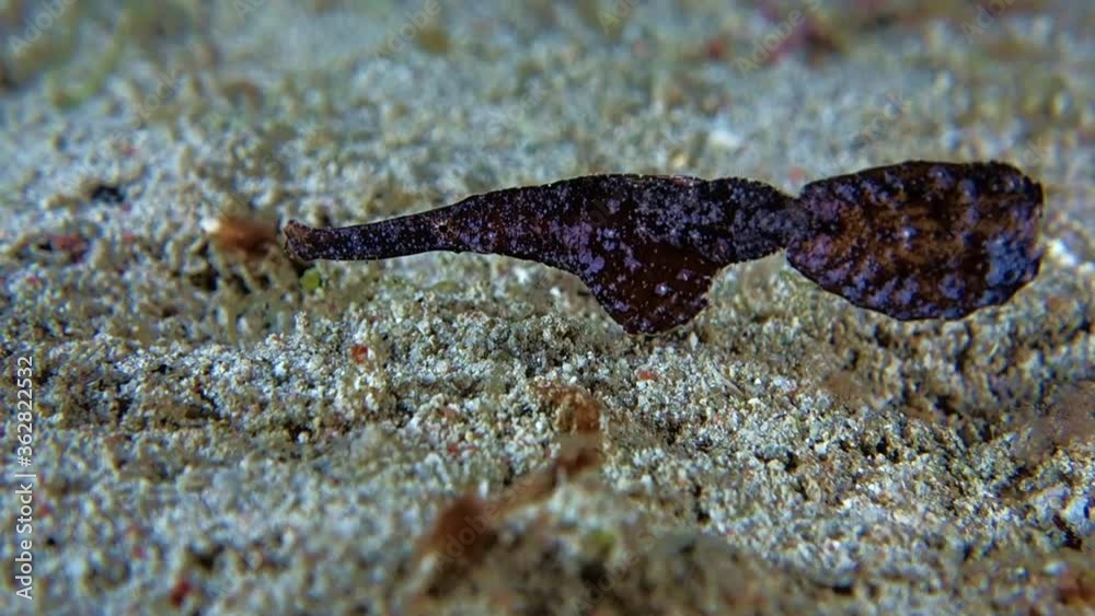 Close-up. Black Robust ghost pipefish swims slowly at the bottom of the sea. Night dive. Philippines. Sabang. Close-up. Black Robust ghost pipefish swims slowly at the bottom of the sea. Night dive. Philippines. Sabang.