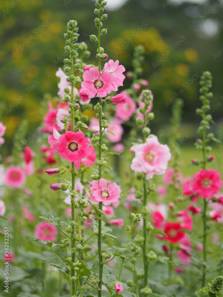 Hollyhock, Althaea or Perennials Plant Flowers Pink flower blooming in garden on blurred of nature background