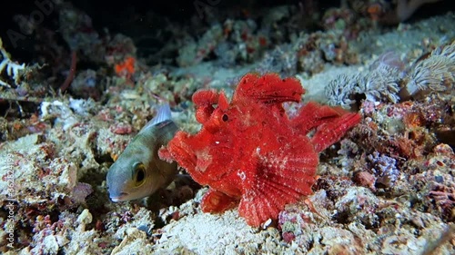 Close-up. Red Eschmeyer's scorpionfish sits on the seabed and moves slowly. Night dive. Philippines. Sabang. photo