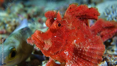 Close-up. Red Eschmeyer's scorpionfish sits on the seabed and moves slowly. Night dive. Philippines. Sabang. photo
