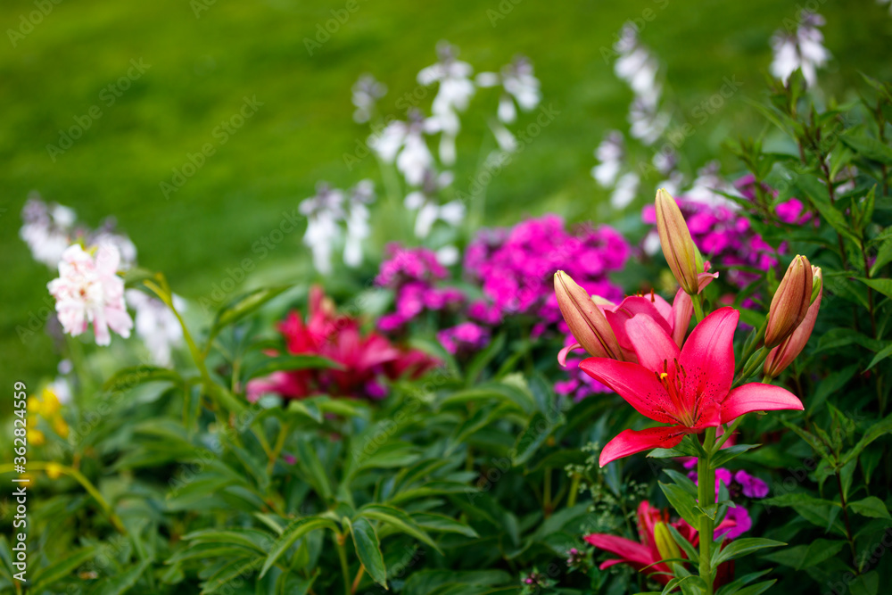flowers in the garden flowers in the garden