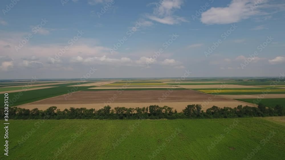 Corn and rapesedd fields in summer Corn and rapesedd fields in summer
