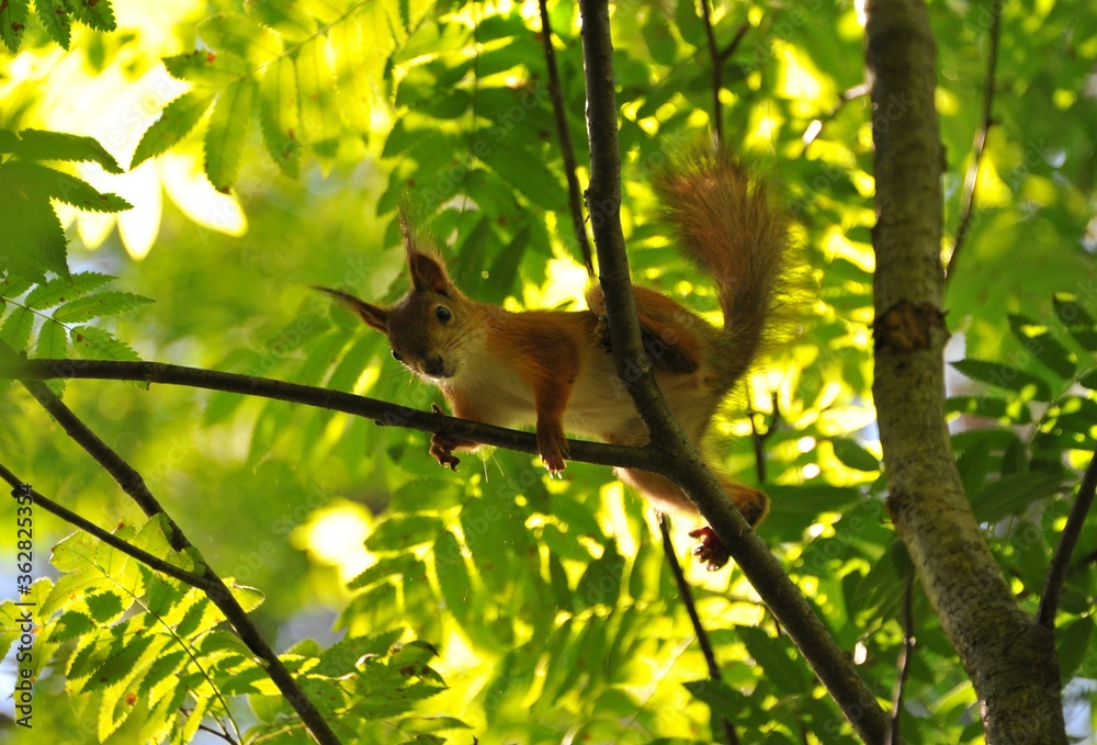 Female squirrel on a tree in the forest Female squirrel on a tree in the forest