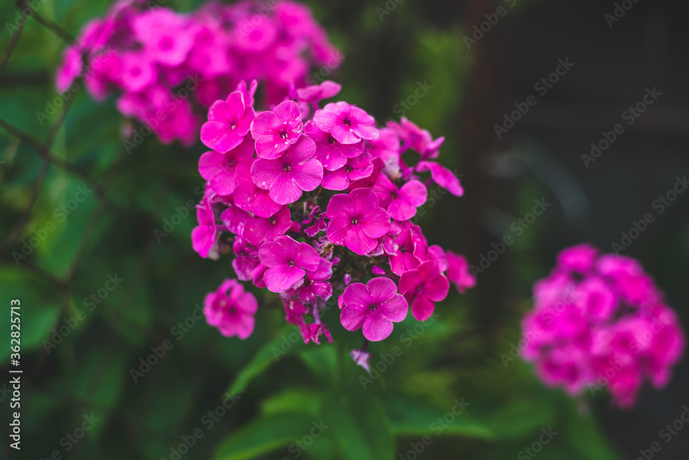 Phlox pink on a background of grass. Blooming phlox in summer Phlox pink on a background of grass. Blooming phlox in summer