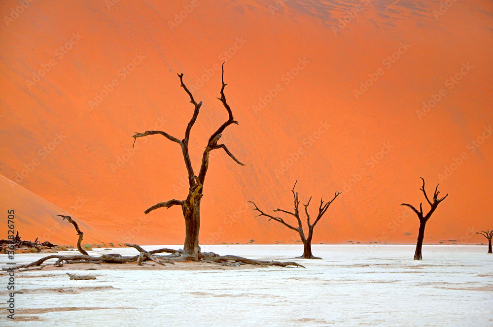 Old dead acacia tree standing in the dry clay surface over vivid bright orange color background of desert dunes, Deadvlei in Sossusvlei, Namibia, Africa Old dead acacia tree standing in the dry clay surface over vivid bright orange color background of desert dunes, Deadvlei in Sossusvlei, Namibia, Africa