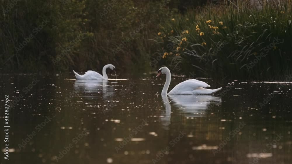 Pair of swans on pond in the evening with reflections Pair of swans on pond in the evening with reflections