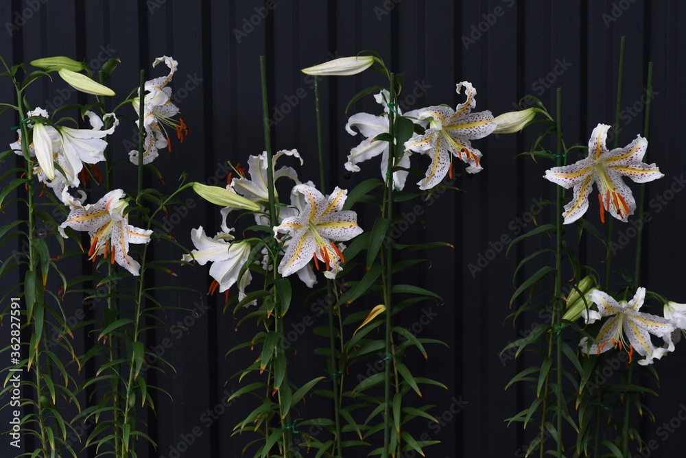 Goldenbanded lily (Lilium auratum) is a Japanese lily that blooms with