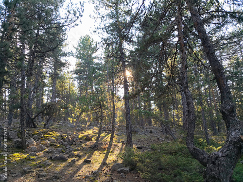 filtered light from the trees