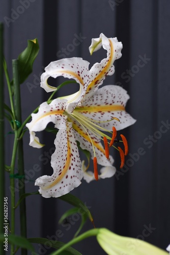 Golden-banded lily (Lilium auratum) is a Japanese lily that blooms with a strong fragrance in summer, and the bulbs are edible and medicinal. photo