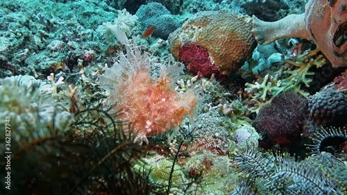 Rhinopias aphanes walks slowly along the bottom of the sea on which corals grow. Philippines. Sabang. photo