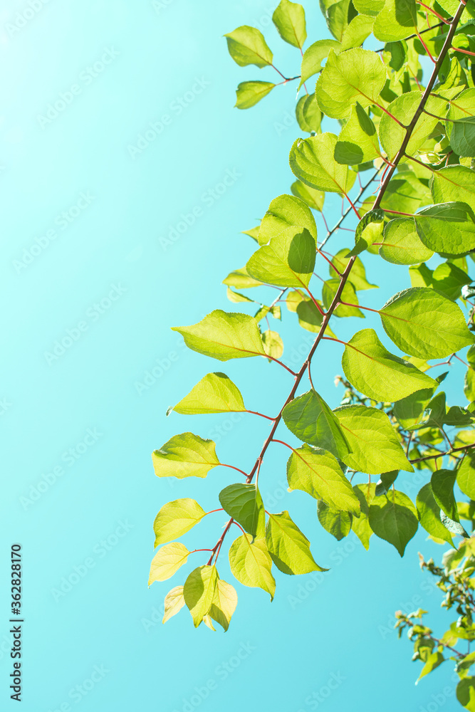 Obraz premium 싱그러운 나뭇잎과 하늘