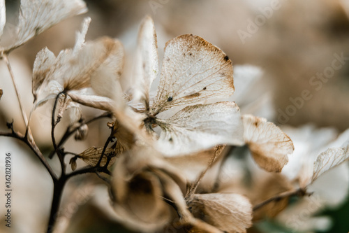 Hydrangea dead flowers macro close-up