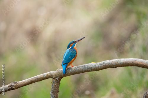 Beautiful Common kingfisher 