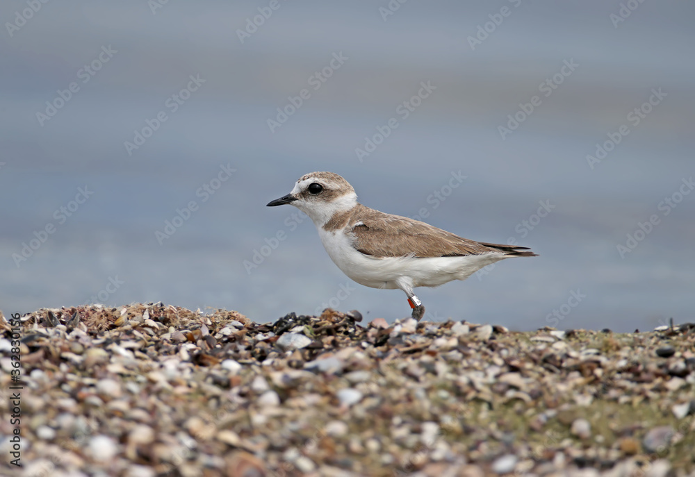 Ringed female Kentish plover (Charadrius alexandrinus) photographed on the sandy shore of the estuary. Ukraine. Tiligulsky estuary Ringed female Kentish plover (Charadrius alexandrinus) photographed on the sandy shore of the estuary. Ukraine. Tiligulsky estuary