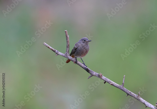 black redstart (Phoenicurus ochruros) photographed on a branch on a blurred background