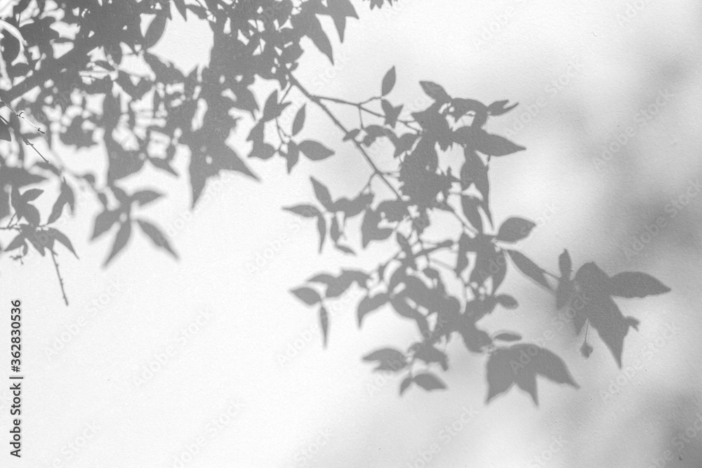 The shadow leaf of tree on white wall background.