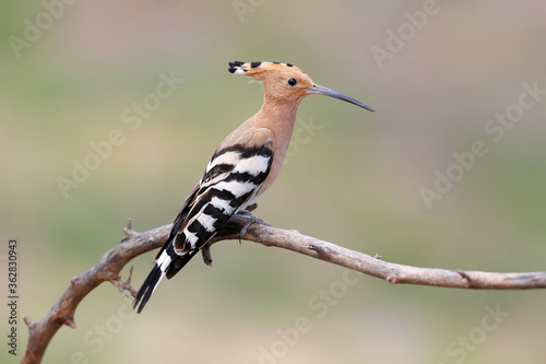 Hoopoe is photographed close-up sitting on a branch on a blurry beige background. Possible to use for collage and field guide to birds © VOLODYMYR KUCHERENKO
