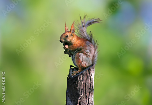An unexpected portrait of a molting red squirrel on a blurry anti-virus background. Lol