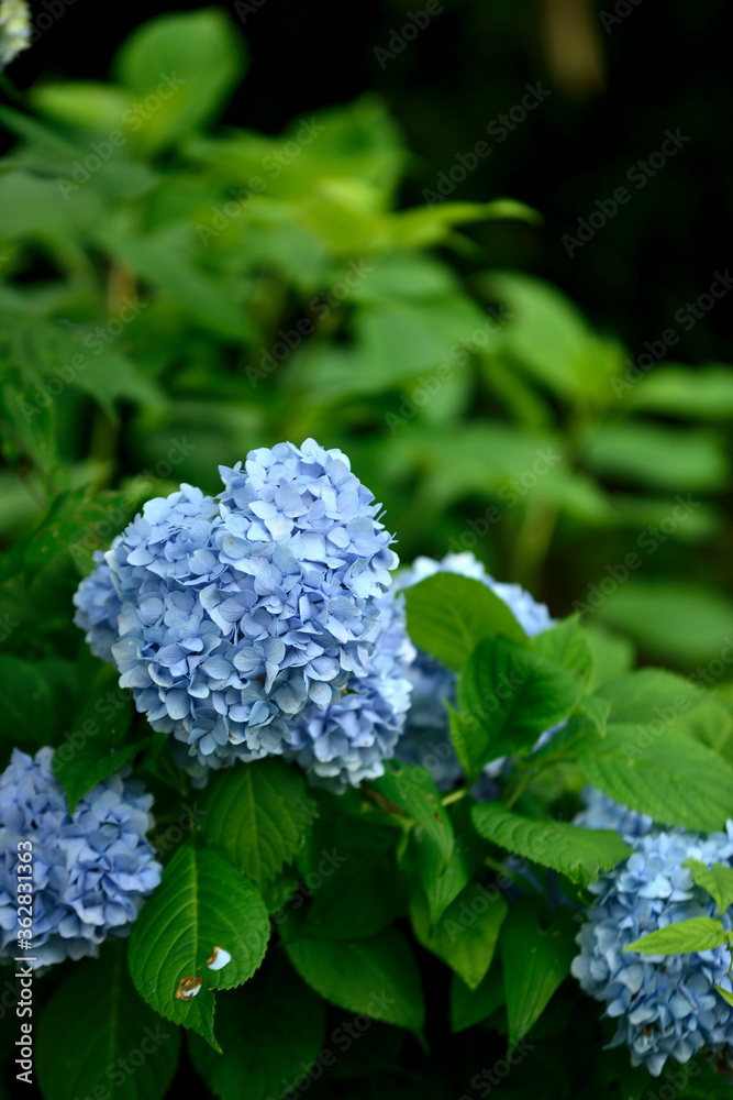 紫陽花