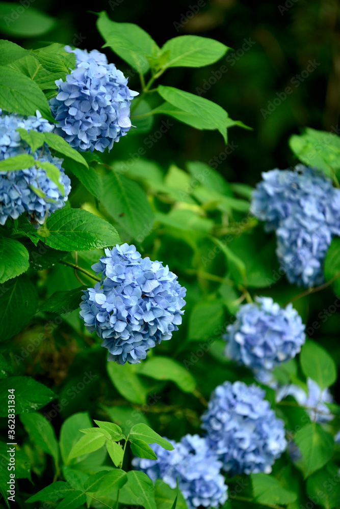 紫陽花 紫陽花