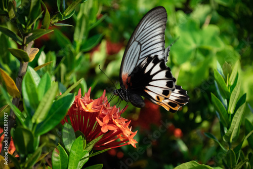 Butterfly on red flower at the garden.